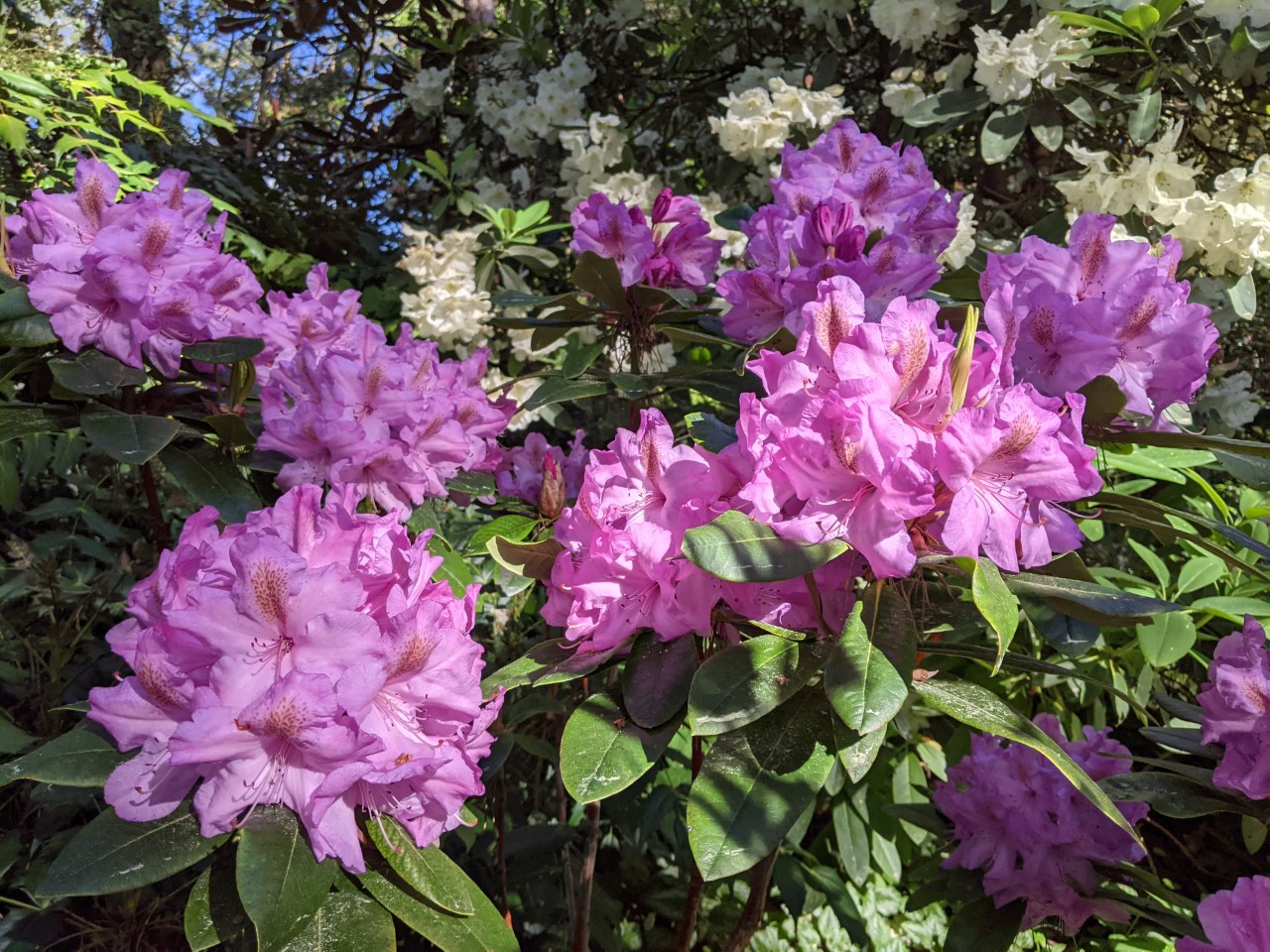 Unnamed hybrid seedling